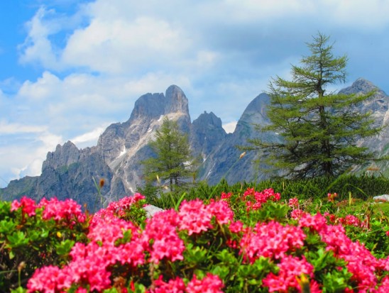 Almrauschblüte in Filzmoos am Fuß der Bischofsmütze